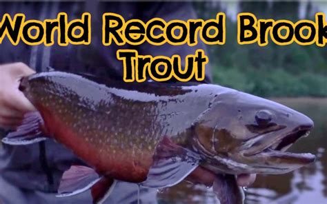What Is The Biggest Brook Trout Ever Caught With Maps And Tips