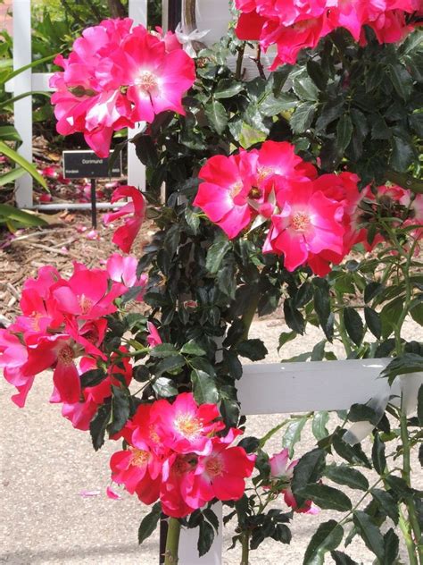 231 jericho tpke huntington station, ny. PlantFiles Pictures: Kordesii Rose, Shrub Rose 'Dortmund ...