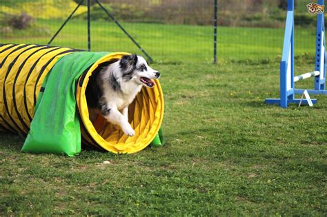 It's a great online dog training course for every one, especially puppies and anxious dogs. A short explanation of dog agility training equipment ...