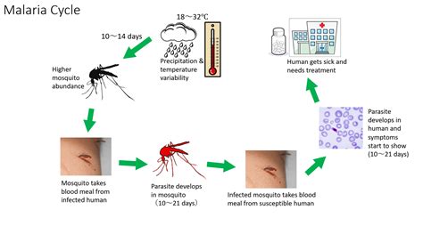 Prediction Of Climate Based Malaria Outbreak Probability Jamstec×sdgs