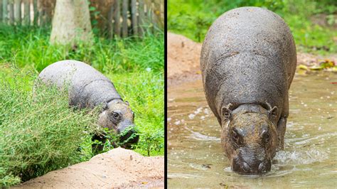 El Zoológico De Houston Recibe A Un Nuevo Miembro Un Hipopótamo Pigmeo