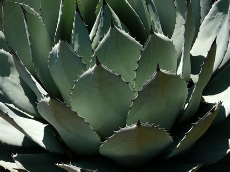 Native Plant Types For Easy Gardening In Phoenix Az