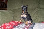 They are limited registered puppies that have no ack documentation and genealogy; Miniature Pinscher Puppies for Sale from Reputable Dog ...