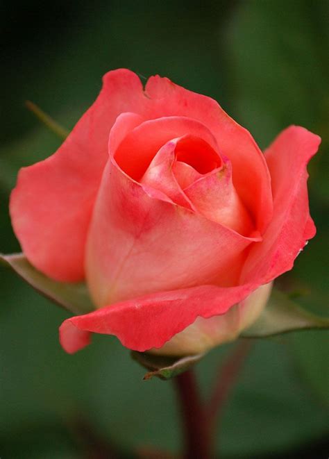 Roses are the popular, most beautiful flowers that women are mad to breath and see pictures of roses, red. Account Suspended | Beautiful rose flowers images ...