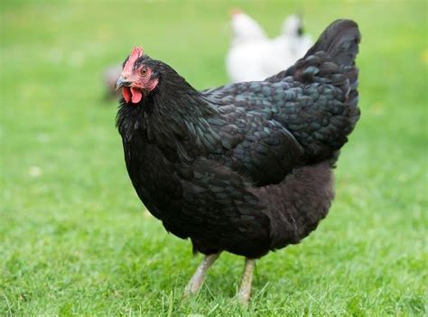 About Australorp Chickens Excellent Egg Layers And Barnyard Pets