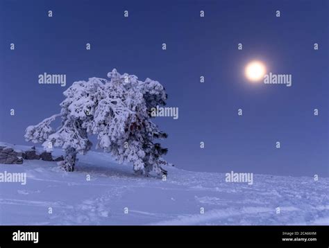 Full Moon On Ai Petri Crimea Snowy Christmas Fairy Tale Landscape