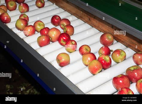 Freshly picked apples on roller conveyor belt are manually inspected ...