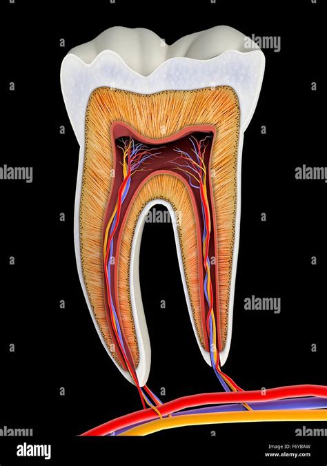 Molar Tooth Structure
