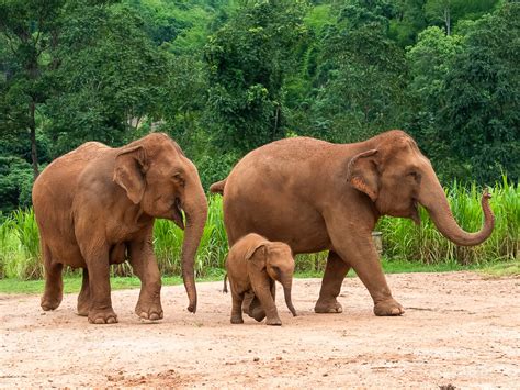 Elephant Sanctuary In Thailand That Will Truly Warm Your Heart