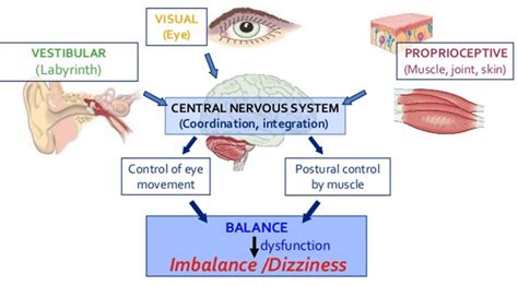 Somatosensory Vestibular And Visual Sensory System Interaction
