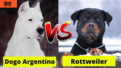 Dogo Argentino Vs Rottweiler In Hindi Dog Vs Dog Pet Info Which
