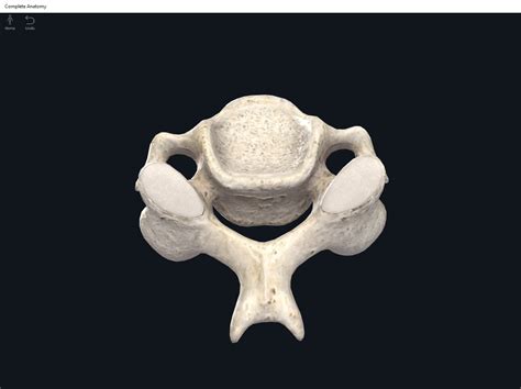 Bones Vertebral Column Cervical Region Anatomy And Physiology