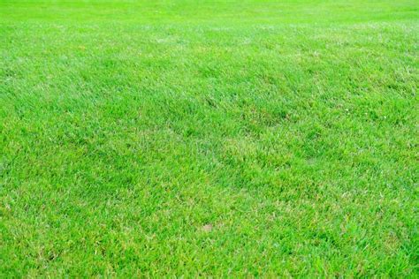 Beautiful Summer Landscape Green Fields Mowed Lawn For Ornamental