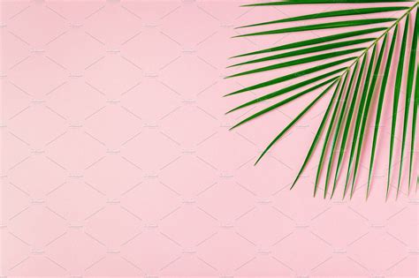 Tropical Leaf On Pastel Background Stock Photo Containing Above And Art