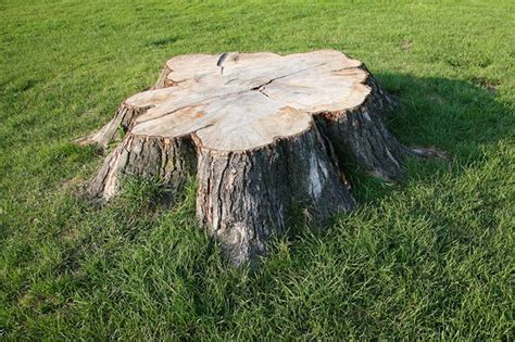Tampa exterminators proudly serves the palm harbor area with all types of pest and rodent control. Stump Removal Palm Harbor FL - Serving Tampa Bay Since 1991