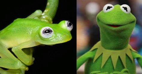 Newly Discovered Frog Species Looks A Lot Like Kermit Cbs News