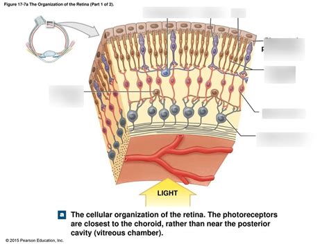 Cellular Organization Of Retina Bio Diagram Quizlet