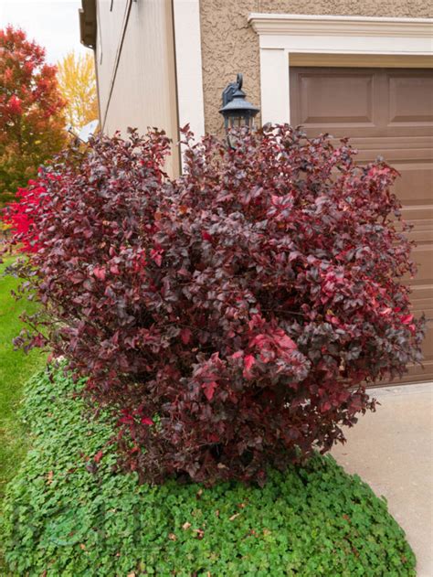 Find help and information on physocarpus opulifolius 'diabolo' ninebark 'monlo' spiraea 'diablo', including varieties and pruning advice. Diabolo Ninebark | Bold Outdoors