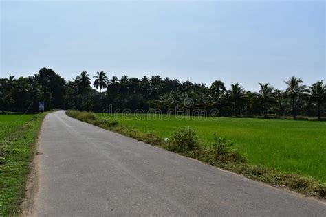 Beautiful Village Road With Green Atmosphere In India Stock Image
