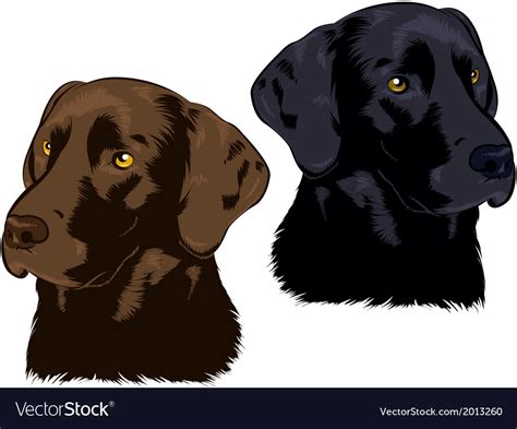 Labrador Royalty Free Vector Image Vectorstock