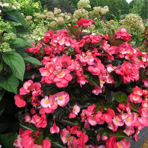 Begonia Surefire Rose Buy Begonia Angelwing Annuals Online