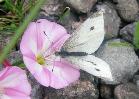 Male and female monarch butterfly identification. Regional Gallery Small Cabbage White (Pieris rapae):