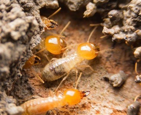 Termite Signs Sigma Pest Control