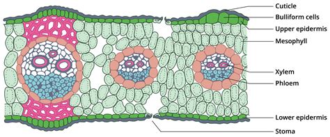 Internal Structure Of Monocot Leaf Grass Leaf — Lesson Science State