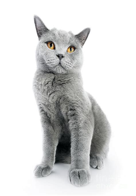British Shorthair Cat Isolated On White Sitting Photograph By Michal