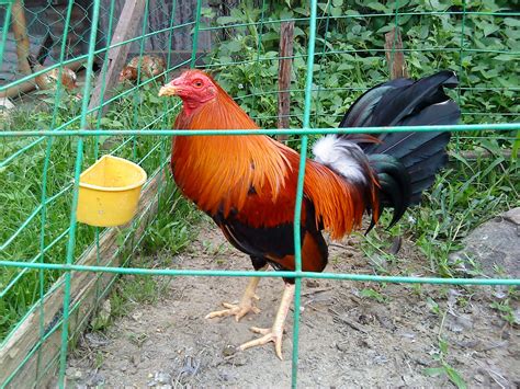 Breeder session ,mayor nene aguilar, bakbakan na 2020, nene aguilar fiestag 2019 , nene aguilar world gamefowl lượt xem 15 n2031 năm trước. Wb8b@Cirj GameFarm: This is All of My Imported Broad Cock ...