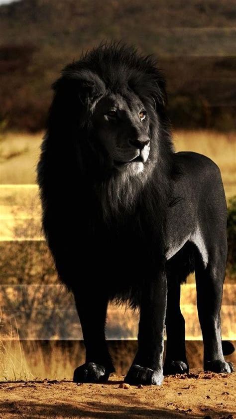 Black Lion Looks Amazing Hmmm Im Not Sure But He Looks Photoshopped