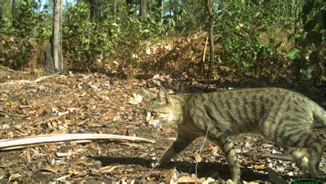 The 12 Million Cost Of Feral Cats On Agriculture Farm Weekly