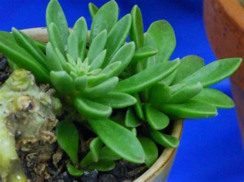 Did you scroll all this way to get facts about red green succulent? Adromischus phillipsiae | World of Succulents