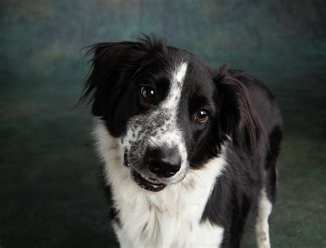 Are Border Collies Mix