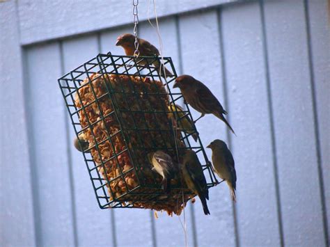 Making Suet A Recipe For Your Feathered Friends Birds Bird Feeders