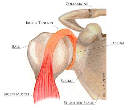 Diagram of the human shoulder joint, back view. Articles and Publications | SLAP Tear