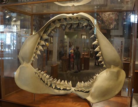 Megalodon Facts, Habitat, Diet, Fossils, Pictures