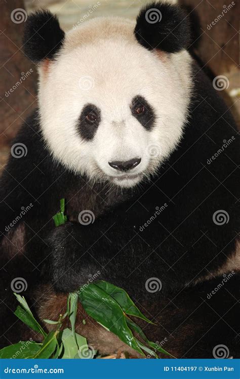 Panda Stock Image Image Of Biting Face Foliage Chinese 11404197