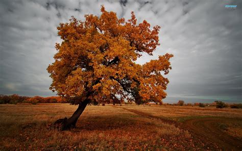 The Tree In The Dark Autumn Wallpapers And Images