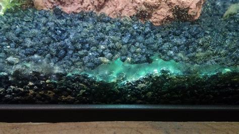 Hier die aktuelle liste der strände mit. Blaualgen im Aquarium | Algen im aquarium, Blaualge, Aquarium