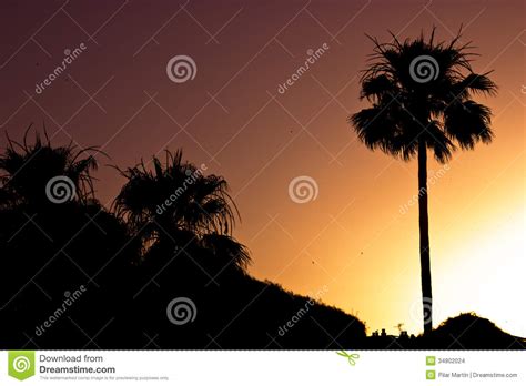 Palm Tree Silhouette At Sunset Stock Photo Image Of View Ecology