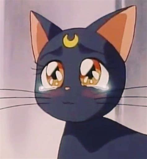 A Tribute To Sailor Moon Sailor Moon Cat Sailor Moon Aesthetic Sailor Moon Luna Kulturaupice