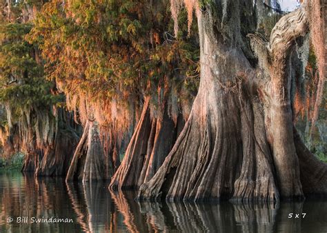 Louisiana Cypress Swamp Large Ancient Cypress Trees Two Etsy