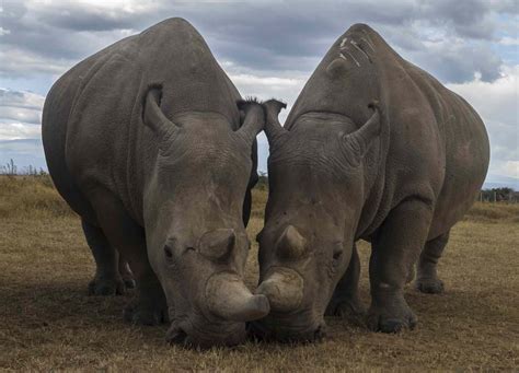 15 Fascinating Northern White Rhino Facts