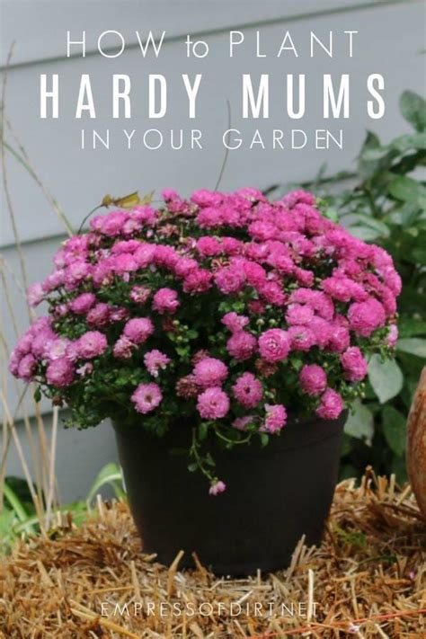 Some of the potted mums we get in spring around easter or in fall may grow as perennials in your in general, mums can be hardy in zones 4 to 9, but the colder your hardiness zone, the less likely. How to Plant Hardy Mums Outdoors as Year-Round Perennials ...