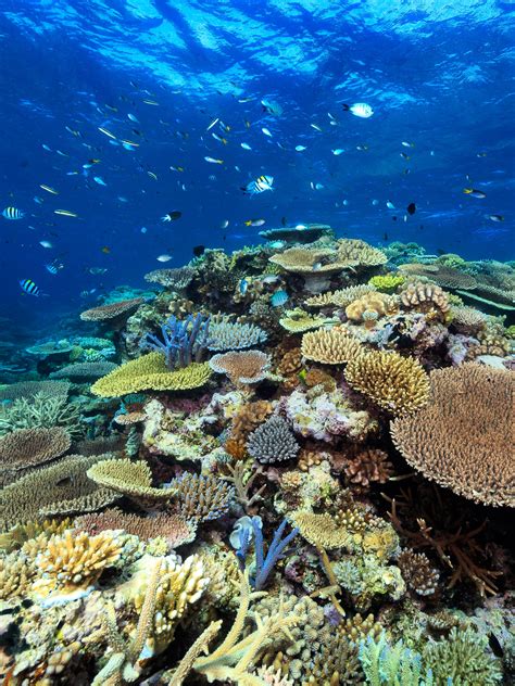 Life And Death Of The Great Barrier Reef Nature Research