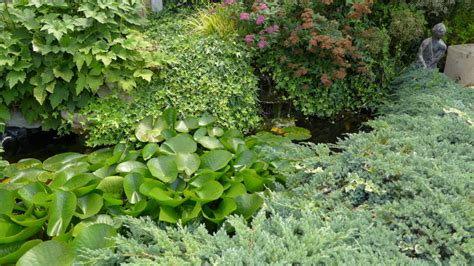 Plants For A Small Wildlife Pond — Bbc Gardeners World Magazine