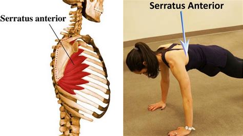 The anatomical name for the knee cap is the patella. The Most Neglected Muscle During Exercise: The Serratus Anterior - Bar Method