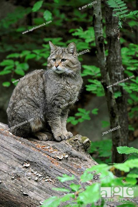 Wildcat Felis Silvestris Bavarian Forest National Park Stock Photo