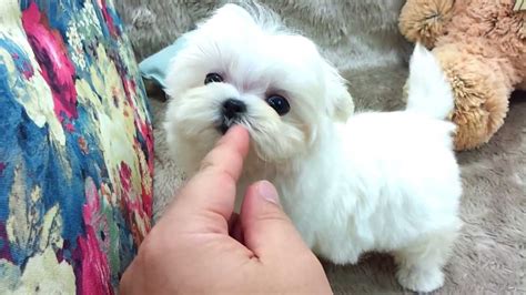 These maltese terrier puppies for sale near me are gentle and fearless dog breeds; Micro teacup Maltese puppies for sale - YouTube